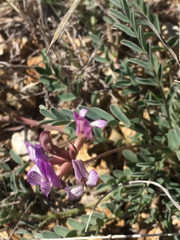 Astragalus nothoxys