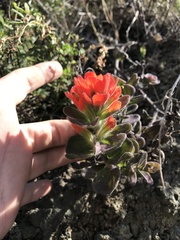 Castilleja mendocinensis