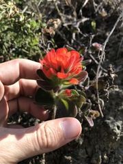 Castilleja mendocinensis