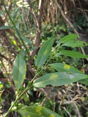 Sarcococca longipetiolata