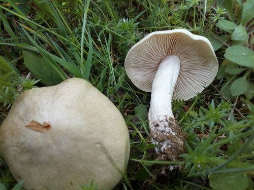 Entoloma sepium image