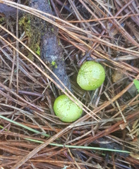 Microsechium helleri