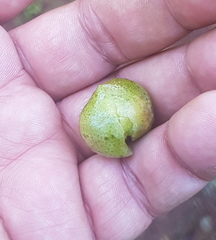 Microsechium helleri