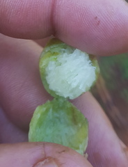 Microsechium helleri