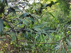 Sarcococca longipetiolata