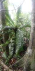 Dioon spinulosum