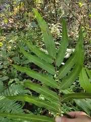 Menisciopsis penangiana