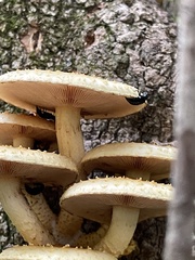 Oxyporus stygicus