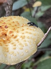 Oxyporus stygicus