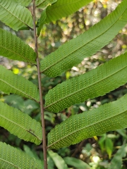 Menisciopsis penangiana