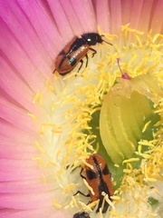 Arthrobrachus nigromaculatus