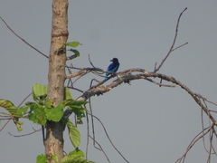 Halcyon cyanoventris