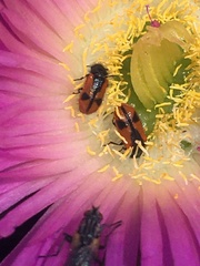 Arthrobrachus nigromaculatus