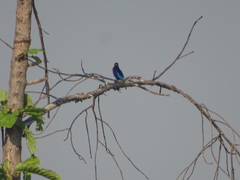 Halcyon cyanoventris