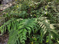 Menisciopsis penangiana
