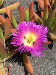 Arthrobrachus nigromaculatus