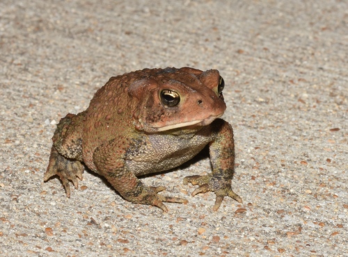 American Toad photographed in Missouri