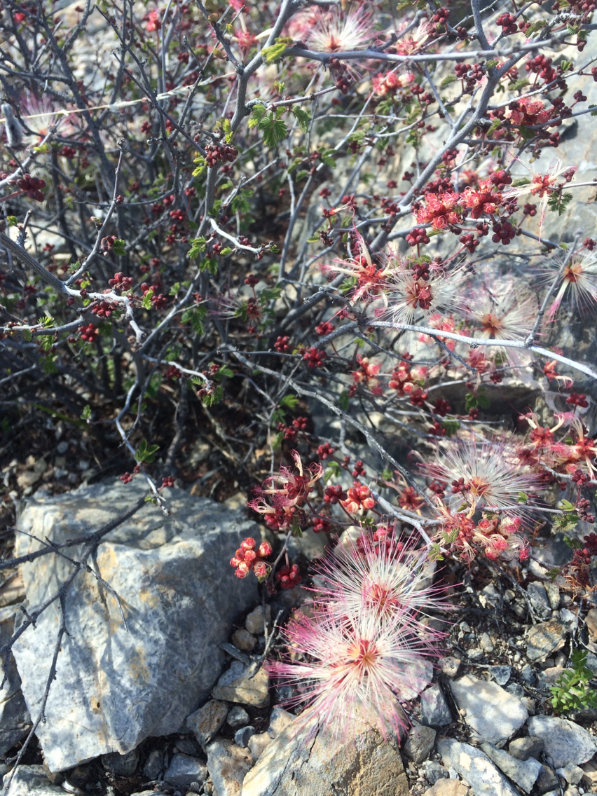 Calliandra conferta