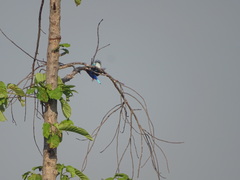 Halcyon cyanoventris