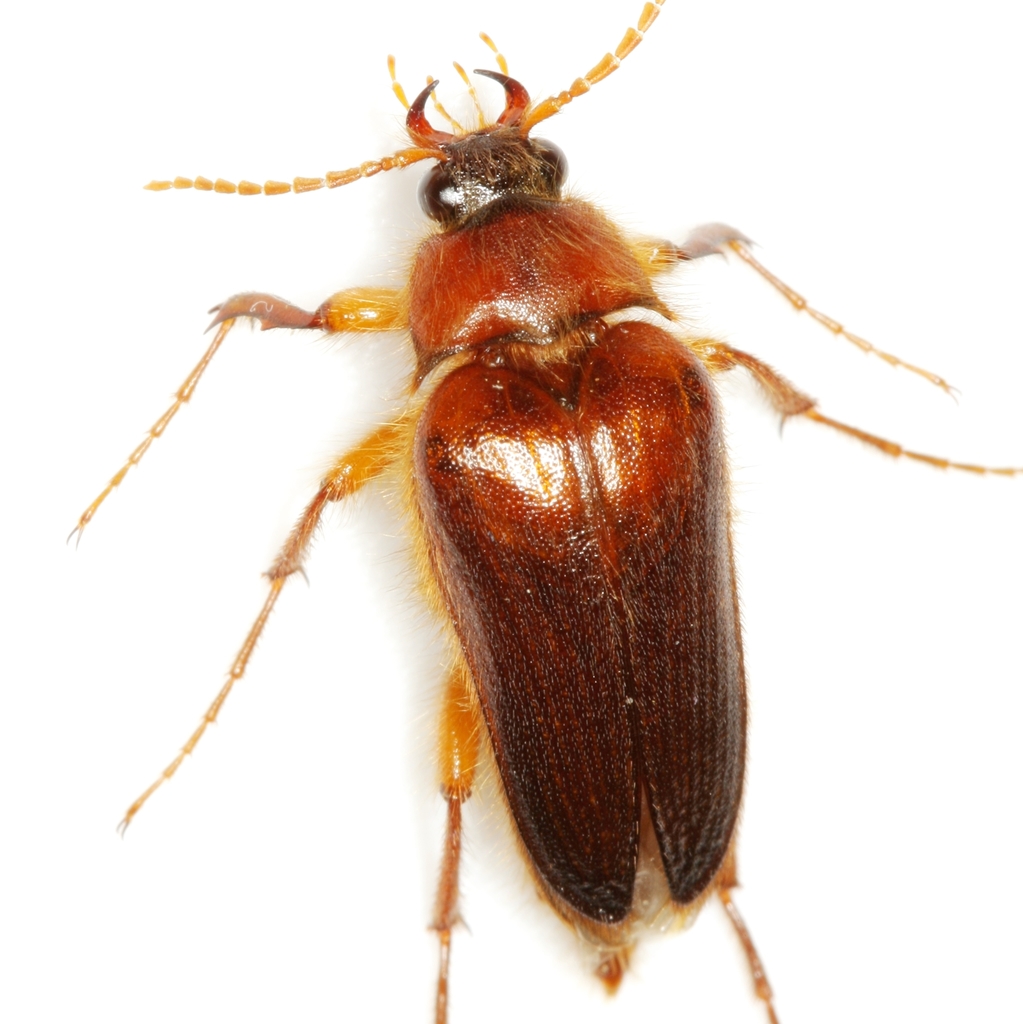 Rain click beetles