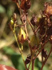 Hypericum hirsutum