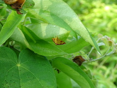 Isocentris