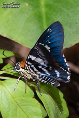 Myscelus pardalina