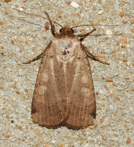 Brown-collared Dart
