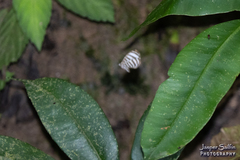 Argyrogrammana
