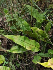 Neocheiropteris ovata