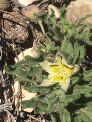 Chamaesaracha sordida