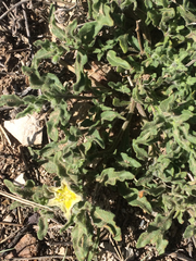 Chamaesaracha sordida