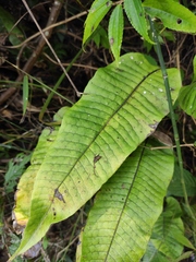 Neocheiropteris ovata