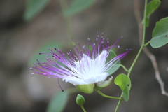 Capparis spinosa