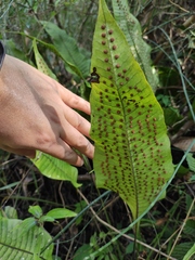 Neocheiropteris ovata