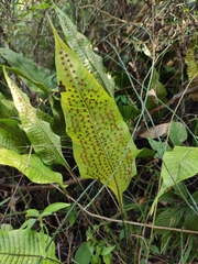 Neocheiropteris ovata