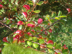 Cotoneaster hjelmqvistii