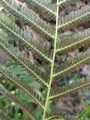 Pseudocyclosorus subochthodes