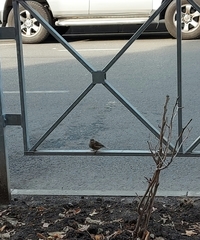 Passer domesticus