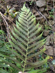 Pseudocyclosorus subochthodes