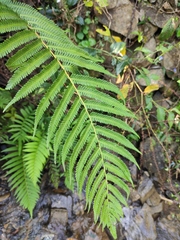 Pseudocyclosorus subochthodes