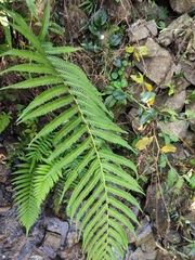 Pseudocyclosorus subochthodes