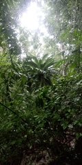 Dioon spinulosum