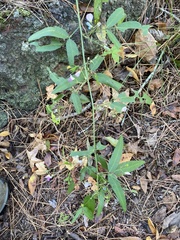 Desmodium sessilifolium