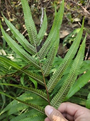Menisciopsis penangiana