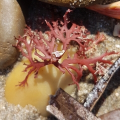 Sphaerococcus coronopifolius