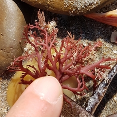 Sphaerococcus coronopifolius