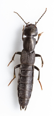 Tasgius melanarius