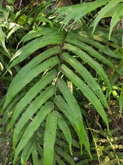 Menisciopsis penangiana