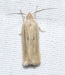 Gonioterma mistrella